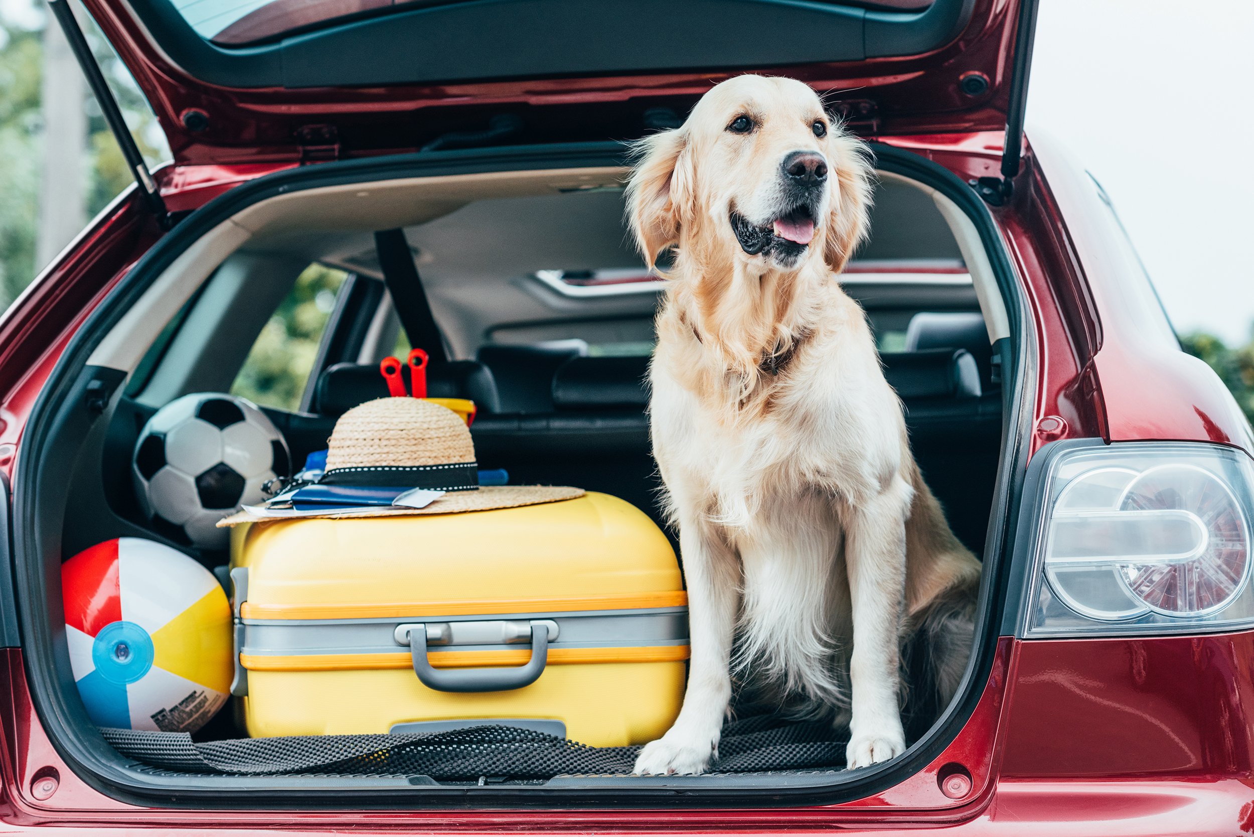 Pet Friendly Airbnb Destin Florida